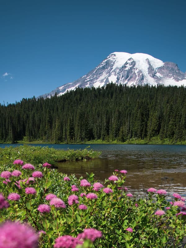 Mount Rainier in the Spring